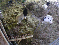A still from MyFarm's goatcam webcam