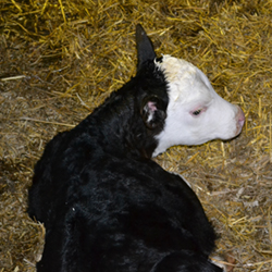 Primrose, a newborn calf